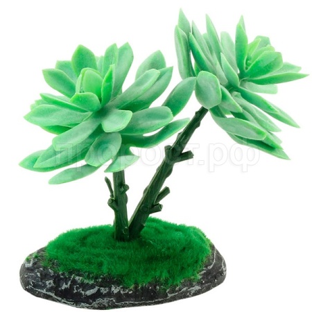 Растение Граптоверия REP15010 150мм Laguna/84045030/