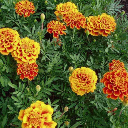 Бархатцы Красная вишня 0,2 г