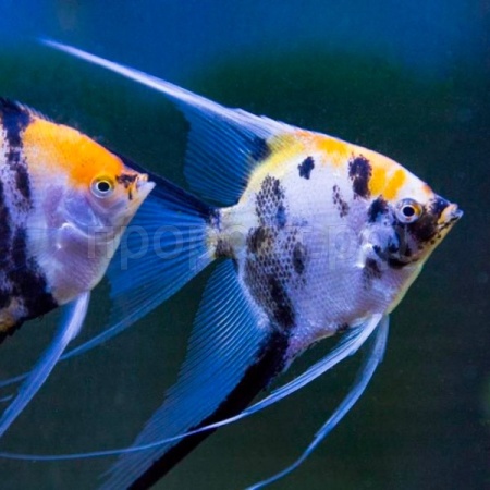 Скалярия микс L